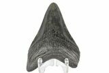 Juvenile Megalodon Tooth - South Carolina #169311-1